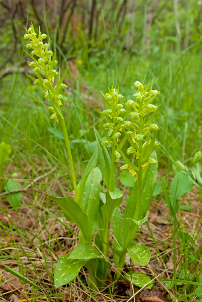 Long_Bracted Orchid 1.jpg